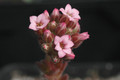 sedum pilosum 01