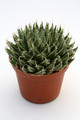 haworthia arachnoidea 0826