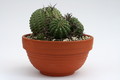 euphorbia stellaspina klein  9510 sm