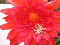 eh spring fling 9292 260