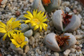 lithops meyeri c272 0217