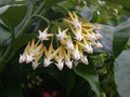 hoya multiflora 2
