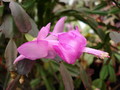 schlumbergera singapore