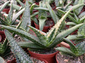 aloe greadheadii daviana