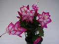 schlumbergera salsa dancer 1589
