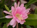 eh rose queen 8791 690