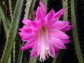 aporocactus fliedery paetz 982435