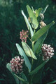 asclepias syriaca 03