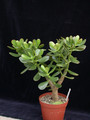crassula portulacea geldbaum 02