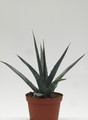 agave xylonacanha 8744