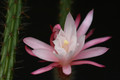 aporocactus rot weiß 1257