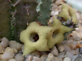 huernia brerirastris intermedia 01