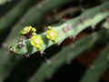 euphorbia septentrionalis 01