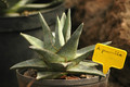 agave pumila 02