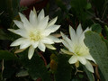 eh snowflake 8960 01