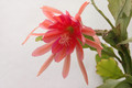 eh royal rose 8890 05