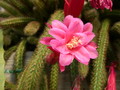 aporocactus klaerchen 298