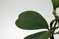 hoya kerrii 6528