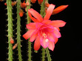 aporocactus oaklight3