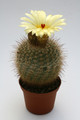 notocactus brederooianus 9652