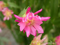 schlumbergera star burst 09