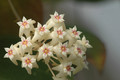 hoya nicholsonia 8831 02