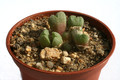 conophytum hians sb951 3010