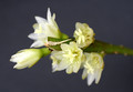 rhipsalis warmingiana 1829