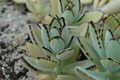 kalanchoe tomentosa 213