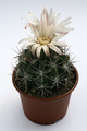 gymnocalycium mostii 9936