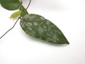 hoya caudata 3962