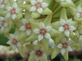 hoya parasitica 0194 02