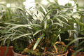 ophiopogon japonicum kyoto dwarf 01