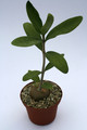 hydnophytum formicarium 8974