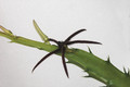 caralluma aff arachnoidea 02