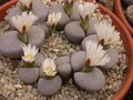 lithops karasmontana opalina 02