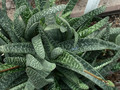 gasteria prolifera 05