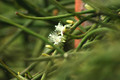 rhipsalis tucumanense 01