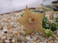 huernia hallii01