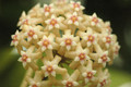 hoya sp bogar 09