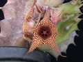 huernia stapelioides es3327 01