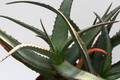 aloe alooides 6706