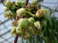 kalanchoe pinnata calcicola04