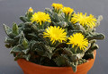 faucaria spec 0201