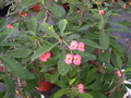 euphorbia milii rosa 1295 sm