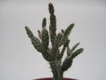 schlumbergera opuntioides im 7749