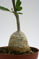 fockea edulis 9678
