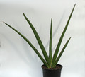 sansevieria ehrenbergii 5755