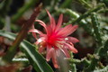 aporocactus sussex flame 0987