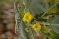 uncarina roeoesliana 1115